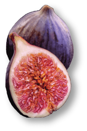 Fig Re-Moist Hydrating Hair Mask - Hair Repair - WEN®