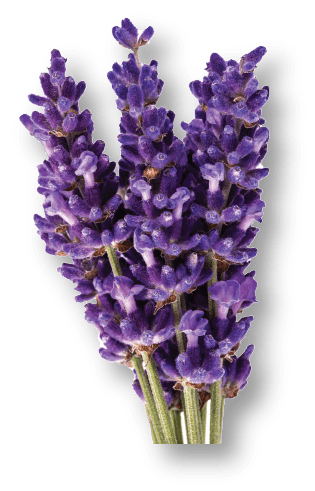 Lavender Volumizing Treatment Spray - Volume Booster - WEN®