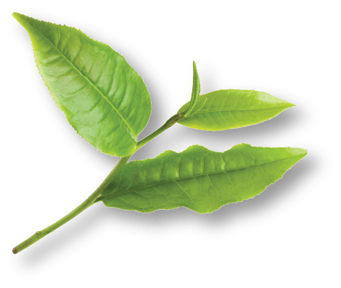 Tea Tree Replenishing Mist - Hair & Skin Hydration - WEN®